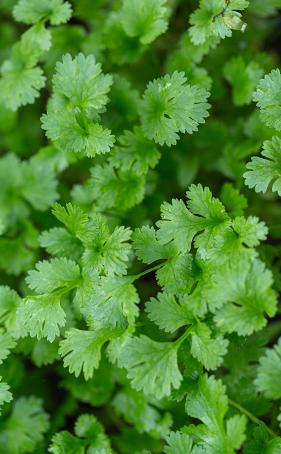 Coriander leaves(Green)