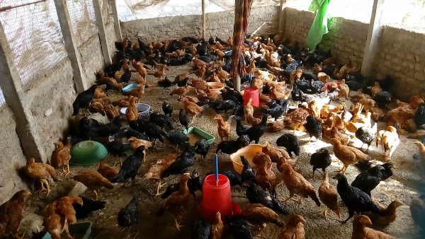 Country Chicken Farming.