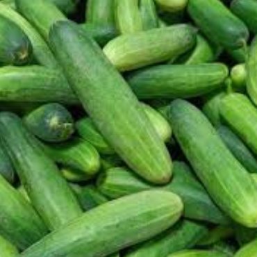 Cucumber