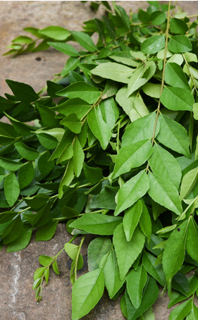 Curry leaves (green)