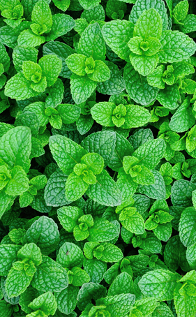 Green Mint leaves