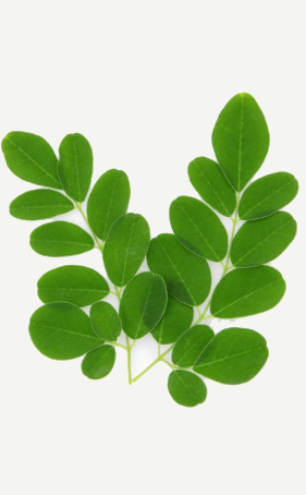 Moringa Leaves