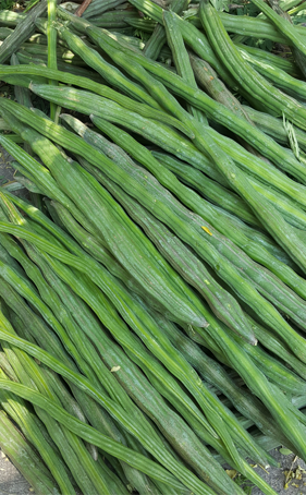 Moringa Pods (green)