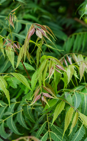 Neem leaves(Green)