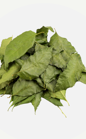 Neem leaves (dry)