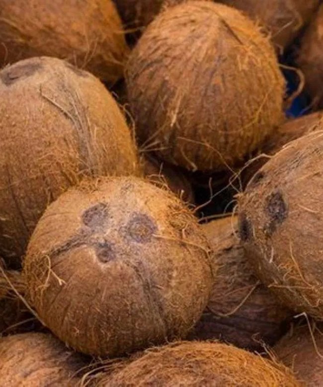 Pooja Wala Coconut