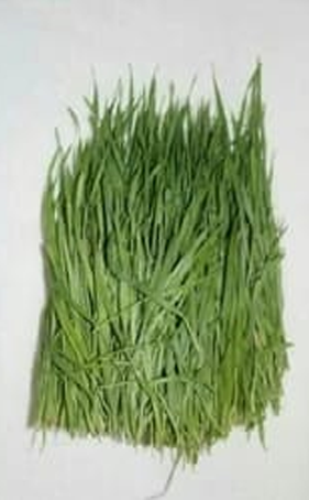 Wheatgrass Dry