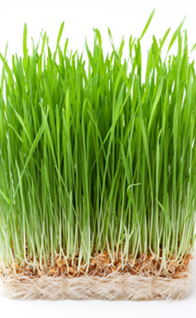 Wheatgrass Green