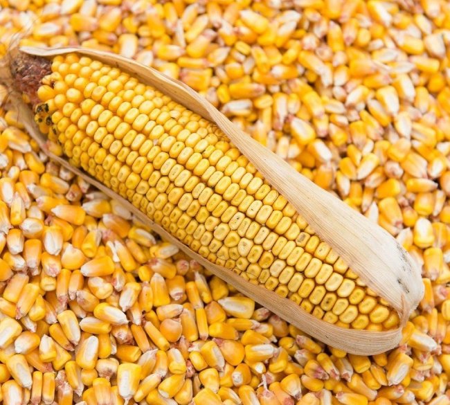 Dry Maize Corn