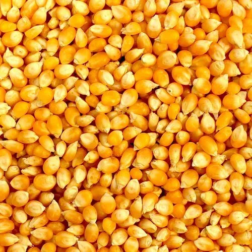 Dry Maize Corn