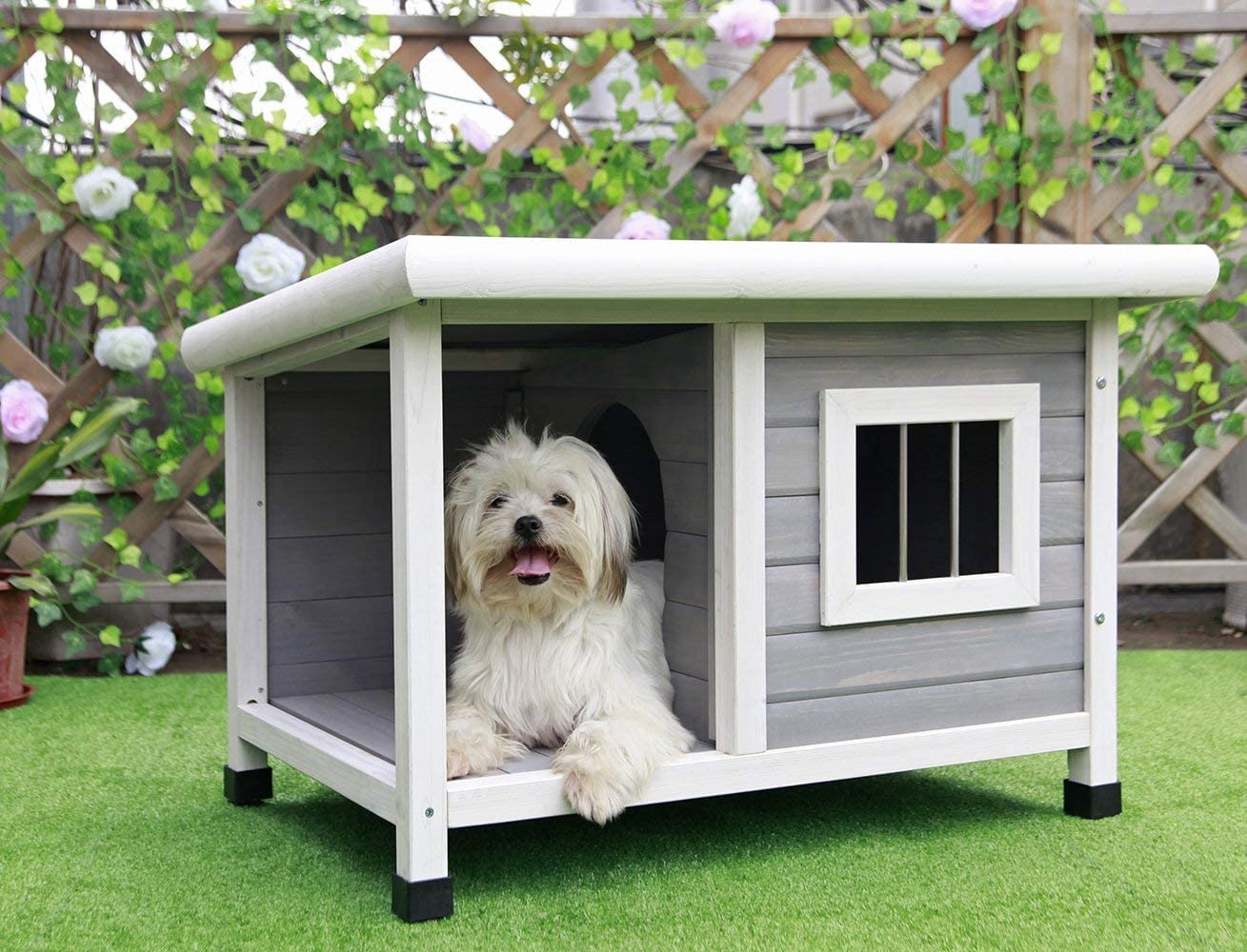 Pet Furniture, Accessories & Products