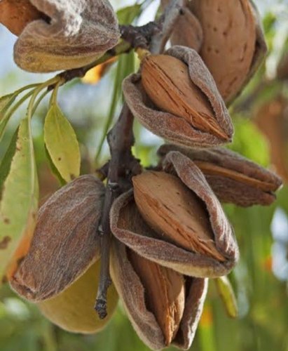 Almond Plant