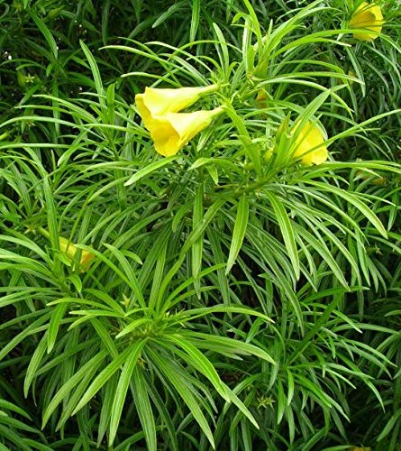 Kaner Plant