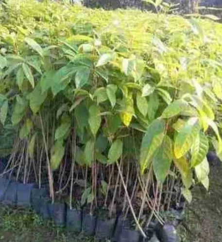Mahogany Plants