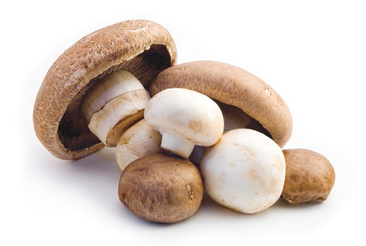 Organic Mushroom