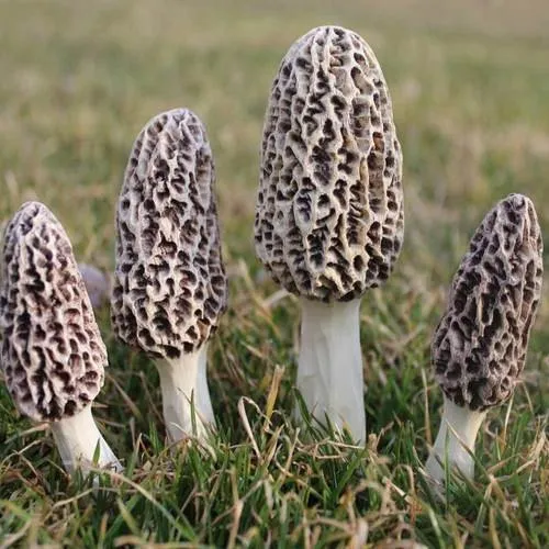 Sponge Mushroom