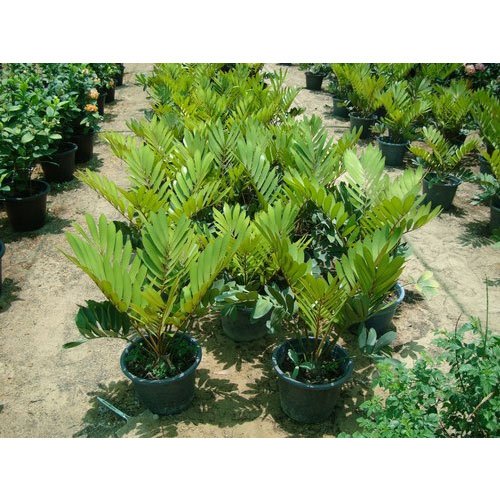 Zamia Palm Plant