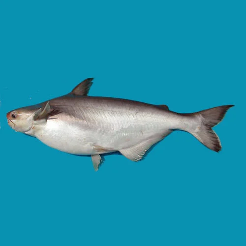 Basa Fish