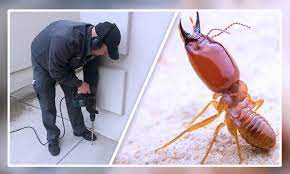 Termite Pest Control Service