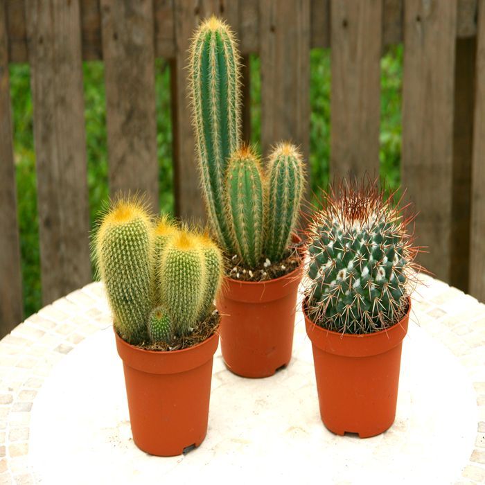 Cactus Plants