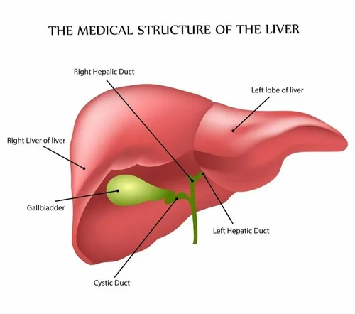 Liver Problem Treatment Services