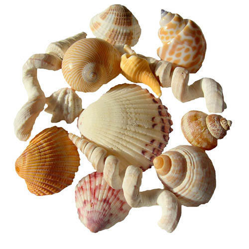 Natural Seashell
