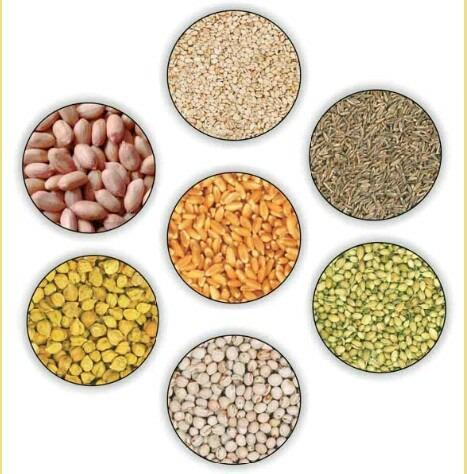 Agriculture Seeds