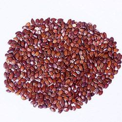Subabul Seeds